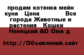 продам котенка мейн-куна › Цена ­ 35 000 - Все города Животные и растения » Кошки   . Ненецкий АО,Ома д.